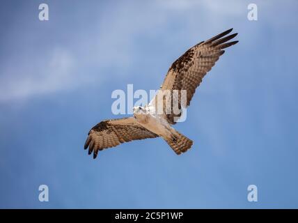 Osprey vola contro il cielo blu guardando la macchina fotografica mentre cerca cibo Foto Stock