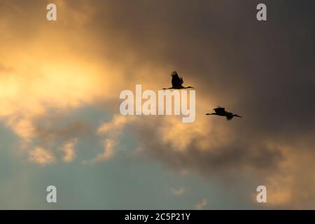 silhouette di cicogne (ciconia) che volano in alto nel cielo a. tramonto Foto Stock