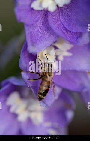 macro di un'ape di miele che raccoglie polline su fiori viola larkspur (delfinio); salvare il concetto di protezione ambientale delle api Foto Stock