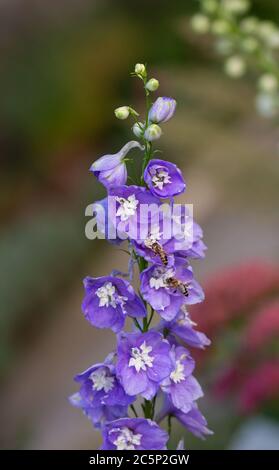 api di miele che raccolgono polline su fiori di larkspur viola (delfinio); salvare il concetto di protezione ambientale delle api Foto Stock