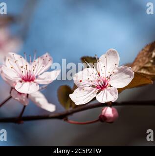 La prugna di ciliegia (prunus cerasifera) fiorisce su un ramo in primavera a Merano, Alto Adige, Italia con sfondo bokeh sfocato Foto Stock