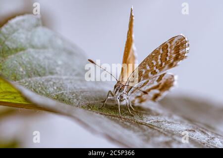macro di una farfalla di bronzo geranio (cacyreus marshalli) su una foglia di dahlia Foto Stock