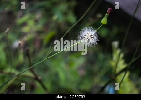 Sembra magico e pronto a volare via Foto Stock