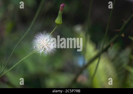 è come se una fata metta appena una certa magia in questa pianta Foto Stock