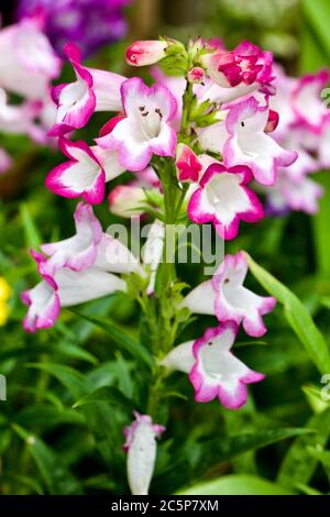 Penstemon ‘Pensham Laura’ Foto Stock