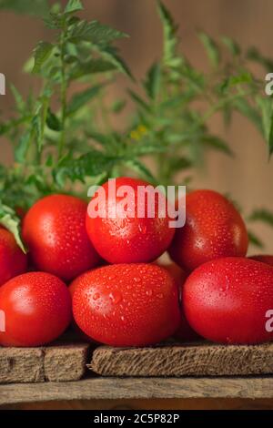 Pomodori freschi e biologici succosi Roma. Pomodori Roma sul tavolo Foto Stock