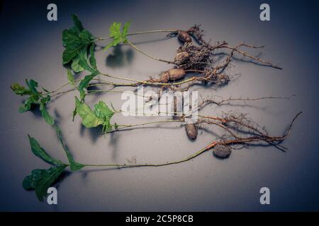 una quercia dalla frutta all'albero Foto Stock