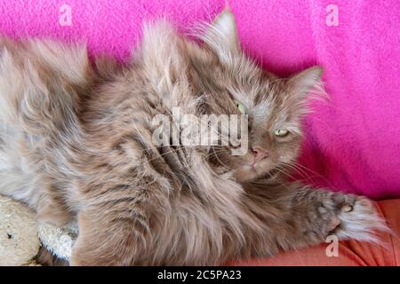 Un gatto munchkin con le sue gambe corte marchio, dorme su una coperta rosa Foto Stock