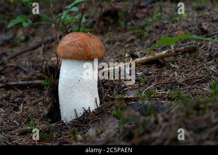 Rosso e bianco bolete fungo Leccinum albostitatum che cresce nella foresta mista. Fungo commestibile, condizione naturale. Foto Stock