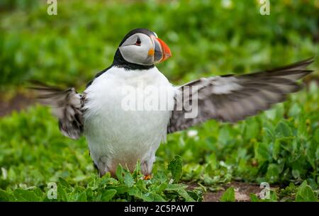 Puffin, Fratercla artica, ali di flap, Isola di maggio, Scozia, Regno Unito Foto Stock