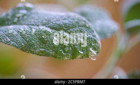 L'acqua cade sulla foglia di una salvia dopo una pioggia Foto Stock