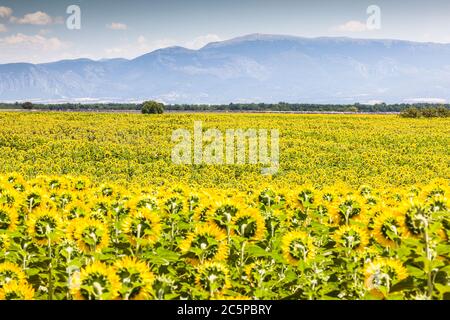 Girasoli sul plateau de Valensole in Provenza, Francia. Foto Stock