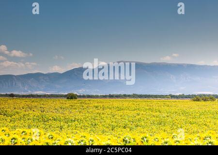 Girasoli sul plateau de Valensole in Provenza, Francia. Foto Stock