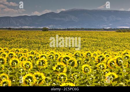 Girasoli sul plateau de Valensole in Provenza, Francia. Foto Stock