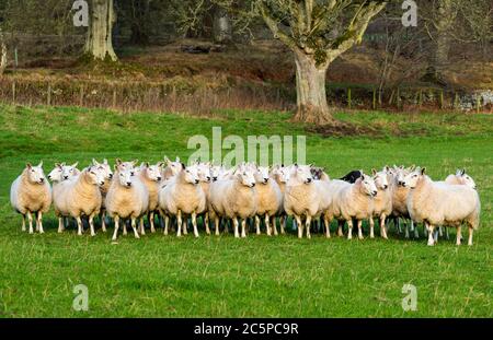 Gregge di pecore allevate in gruppo, Penicuik Estate, Midlothian, Scozia, Regno Unito Foto Stock