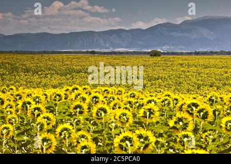 Girasoli sul plateau de Valensole in Provenza, Francia. Foto Stock