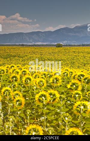 Girasoli sul plateau de Valensole in Provenza, Francia. Foto Stock