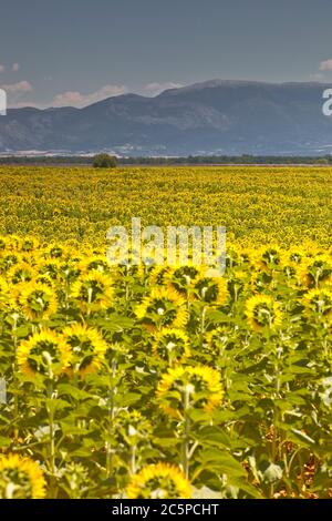 Girasoli sul plateau de Valensole in Provenza, Francia. Foto Stock