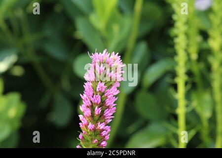 Primo piano della cima di un fiore di Liatris in estate in Wisconsin, Stati Uniti Foto Stock