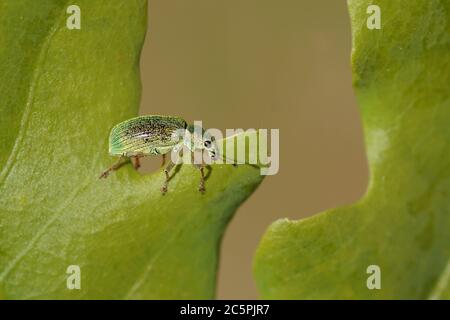 Polydrusus formosus sinonimo Polydrusus sericeus, un'amissina, famiglia Curculionidae, sottofamiglia Entitminae. Su una foglia di quercia. Primavera, giardino olandese. Foto Stock