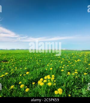 Fiori gialli colle sotto il blu cielo nuvoloso Foto Stock