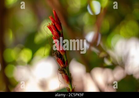 Rosso tropicale fiore esotico in Brasile Foto Stock