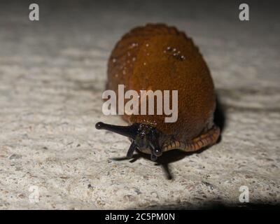 Una lumaca o un slug. Primo piano. Foto di alta qualità Foto Stock