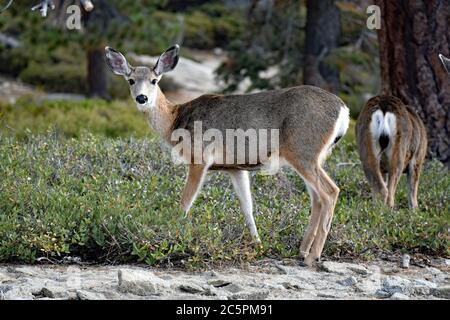 Un gregge di Mule Caro (Odocoileus hemionus) che pascolano da un tronco di albero, uno che guarda la telecamera, vicino Sentinel Dome nel Parco Nazionale di Yosemite, California. Foto Stock