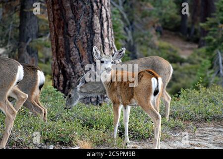 Un gregge di Mule Caro (Odocoileus hemionus) che pascolano da un tronco di albero vicino a Sentinel Dome nel Parco Nazionale di Yosemite, California. Foto Stock