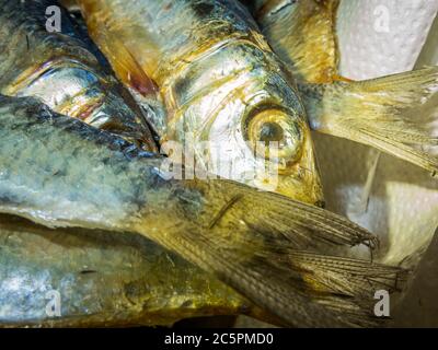 Pescato fresco di pesce. Pesce in una ciotola. Primo piano. Foto di alta qualità Foto Stock