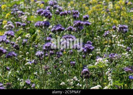 Pascolo delle api in fiore alla luce del sole. Facelia viola fioritura. Foto Stock