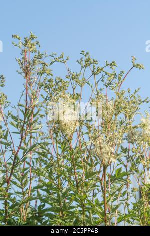 Basso angolo di Meadowsweet fioritura / Filipendula ulmaria. Pianta medicinale una volta usata in medicina di erbe & rimedi di erbe per le proprietà analgesiche Foto Stock