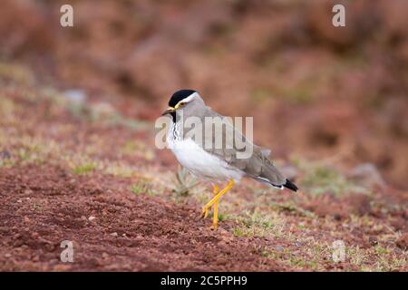 Batis con testa grigia (Batis orientalis) Foto Stock