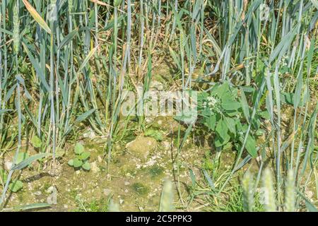 Foglie di erbacce agricole Fat-Hen / Chenopodium album visto crescere tra gli steli di grano in campo arabile. Fat Hen commestibile e un 'foraged' cibo. Foto Stock