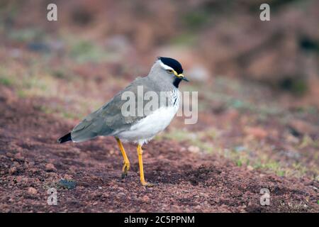 Batis con testa grigia (Batis orientalis) Foto Stock