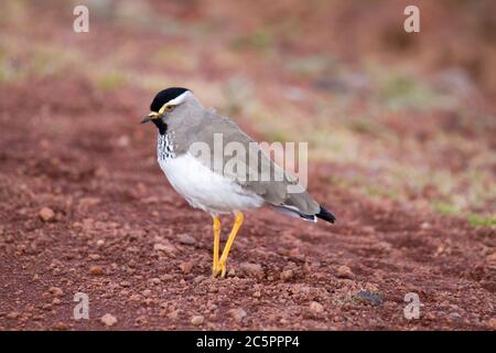 Batis con testa grigia (Batis orientalis) Foto Stock