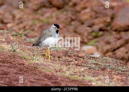 Batis con testa grigia (Batis orientalis) Foto Stock