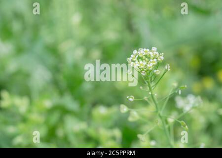 Piccoli fiori bianchi di Pastori Purse / Capsella bursa-pastoris. Semi che si formano in fondo alla testa di fiore. Una volta usato per via medica. Anche commestibile Foto Stock