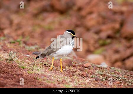 Batis con testa grigia (Batis orientalis) Foto Stock