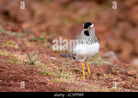 Batis con testa grigia (Batis orientalis) Foto Stock