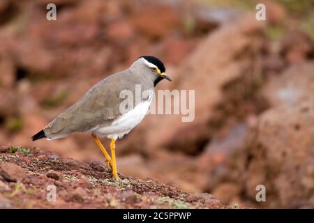 Batis con testa grigia (Batis orientalis) Foto Stock