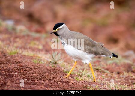 Batis con testa grigia (Batis orientalis) Foto Stock