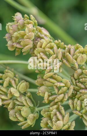 Macro colpo di chiusura grappolo di semi di Hogweed non mature / Cow Parsnip / Heracleum sphondylium in un hedgerow. Membro della famiglia Umbellifer. Pelle blister SAP. Foto Stock