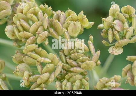 Macro colpo di chiusura grappolo di semi di Hogweed non mature / Cow Parsnip / Heracleum sphondylium in un hedgerow. Membro della famiglia Umbellifer. Pelle blister SAP. Foto Stock