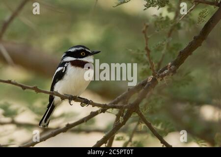 Batis con testa grigia (Batis orientalis) Foto Stock