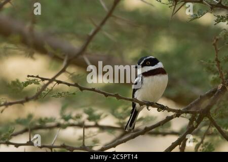 Batis con testa grigia (Batis orientalis) Foto Stock