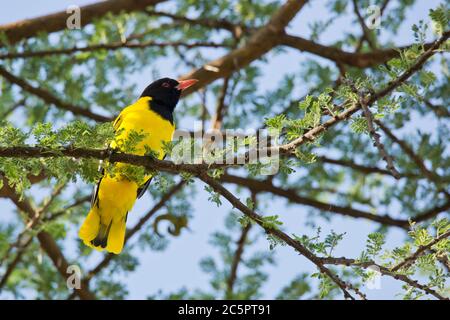 oriole con testa nera Foto Stock