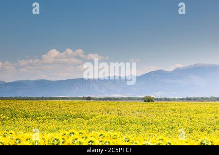 Girasoli sul plateau de Valensole in Provenza, Francia. Foto Stock