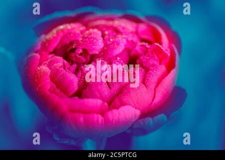 Primo piano di Peony. Peony lascia da vicino. Fiore di pony rosa e blu tinta. Fiore rosso di pony in gocce di fondo azzurro d'acqua. Foto Stock