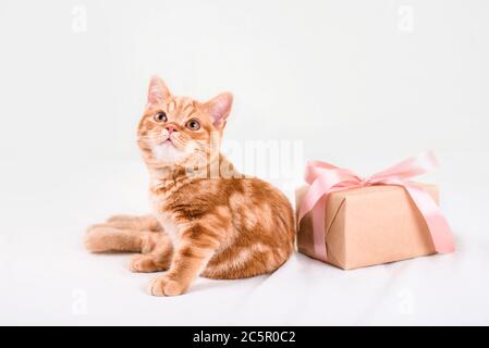 Un bel gattino dai capelli rossi si siede su uno sfondo chiaro con un regalo. Contenuti per le vacanze con un gattino. Foto Stock